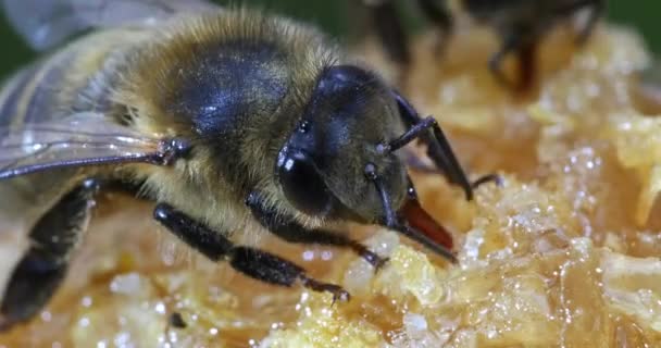 Abejas Miel Europeas Apis Mellifera Colmena Abejas Normandía Tiempo Real — Vídeos de Stock