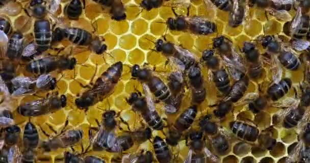 European Honey Bee Apis Mellifera Černé Včely Plemenném Rámu Queen — Stock video