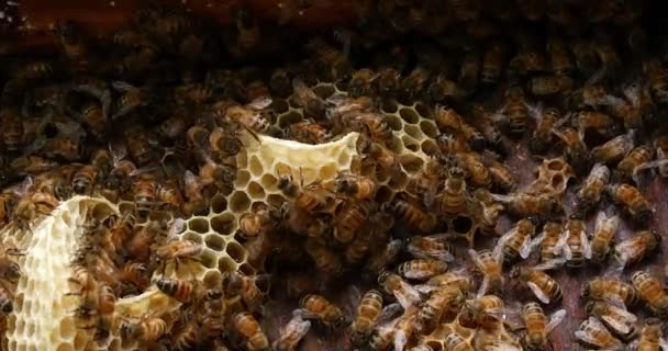 欧洲蜜蜂 美洲蜜蜂 野生雷蜜蜂 阿尔韦勒斯蜜蜂 诺曼底野蜂蜂房 实时4K — 图库视频影像