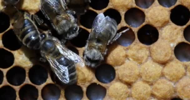 Abelhas Européias Apis Mellifera Colmeia Normandia Tempo Real — Vídeo de Stock