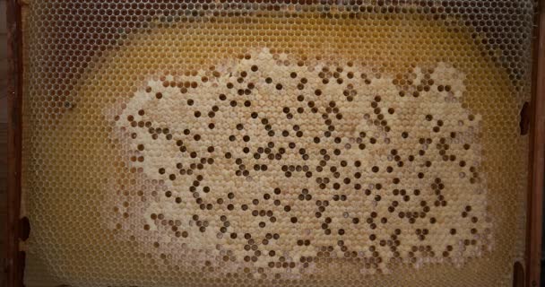 Abeja Miel Europea Apis Mellifera Bee Brood Colmena Abejas Normandía — Vídeo de stock
