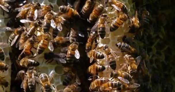 Abelha Mel Europeia Apis Mellifera Abelhas Raio Selvagem Abelhas Trabalhando — Vídeo de Stock