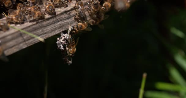 Europejskie Pszczoły Miodne Apis Mellifera Pszczeli Normandii Czas Rzeczywisty — Wideo stockowe