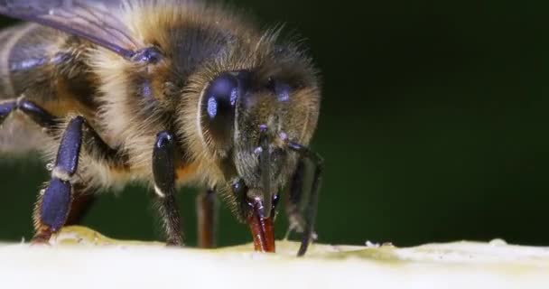 Europäische Honigbiene Apis Mellifera Bienen Die Eingang Des Bienenstocks Grasen — Stockvideo