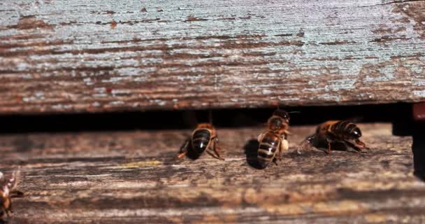 European Honey Bees Apis Mellifera Bee Hive Normandy Real Time — ストック動画