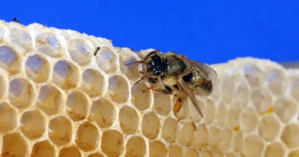 Europese Honingbij Apis Mellifera Koningin Een Jonge Wasstraal Bijenkorf Normandië — Stockvideo