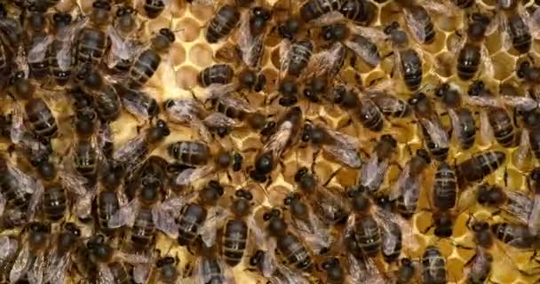 European Honey Bee Apis Mellifera Чорні Бджоли Виводковій Рамі Queen — стокове відео