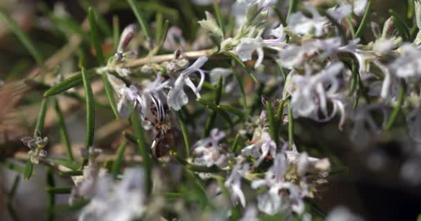 European Honey Bees Apis Mellifera Bee Hive Στη Νορμανδία Πραγματικό — Αρχείο Βίντεο