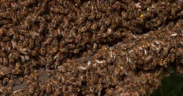 Abejas Miel Europeas Apis Mellifera Colmena Abejas Normandía Tiempo Real — Vídeo de stock