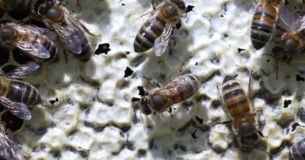 Abejas Miel Europeas Apis Mellifera Colmena Abejas Normandía Tiempo Real — Vídeo de stock