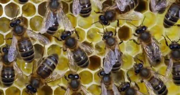 Europäische Honigbiene Apis Mellifera Schwarze Bienen Auf Einem Rahmen Mit — Stockvideo