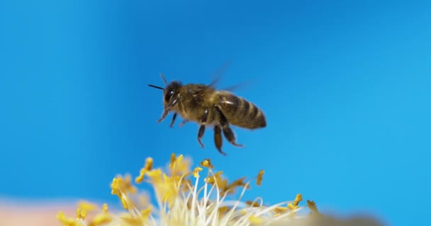 Europejska Pszczoła Miodna Apis Mellifera Czarna Pszczoła Locie Normandia Slow — Wideo stockowe