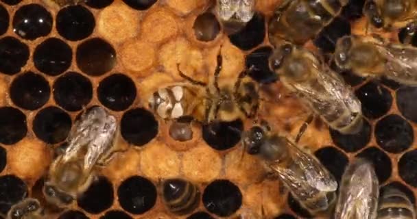 European Honey Bee Apis Mellifera Arbetare Som Utsöndrar Vax Och — Stockvideo