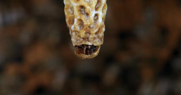 European Honey Bee Apis Mellifera Emergence Queen Bee Hive Normandy — стокове відео