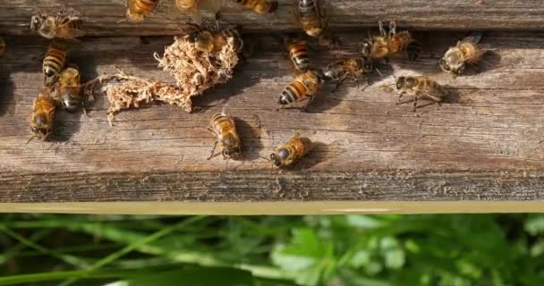  Europäische Honigbiene, apis mellifera, Kokon des falschen Ringelwurms, der von den Reinigern aus dem Bienenstock befreit wurde, Bienenstock in der Normandie, Echtzeit 4k