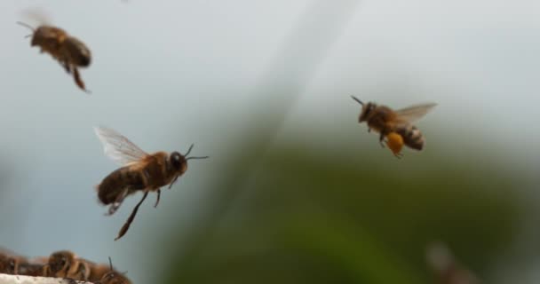 European Honey Bees Apis Mellifera Bee Hive Στη Νορμανδία Πραγματικό — Αρχείο Βίντεο