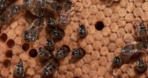 Abelhas Européias Apis Mellifera Colmeia Normandia Tempo Real — Vídeo de Stock