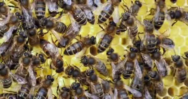 European Honey Bee Apis Mellifera Bees Brood Frame Queen Center — Stockvideo