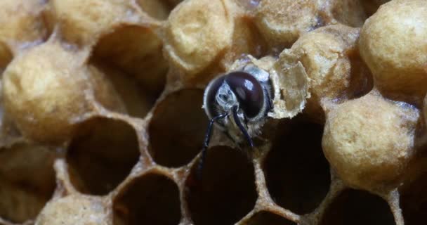  Európai mézelő méh, apis mellifera, méhek legeltetése a kaptár bejáratánál, méhkaptár Normandiában, valós idejű 4k
