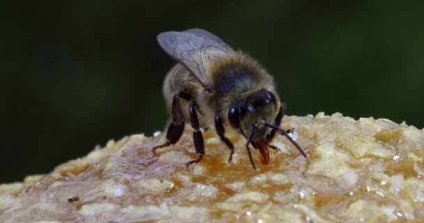 European Honey Bee Apis Mellifera Bijen Grazen Korfingang Bijenkorf Normandië — Stockvideo