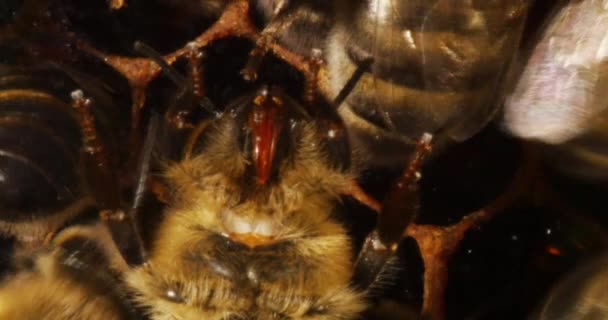 European Honey Bee Apis Mellifera Bee Alulról Nézve Közelkép Fejről — Stock videók