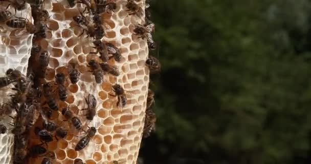 Abelhas Européias Apis Mellifera Colmeia Normandia Tempo Real — Vídeo de Stock