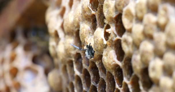 Avrupa Bal Arıları Aspis Mellifera Normandiya Arı Kovanı Real Time — Stok video