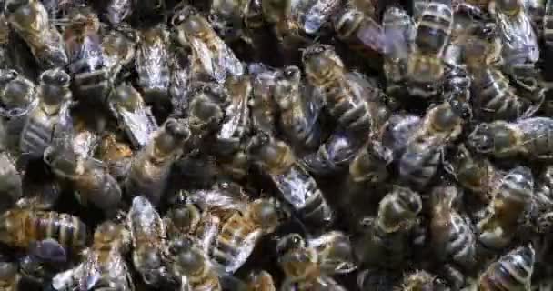  Európai mézelő méhek, apis mellifera, méhkaptár Normandiában, valós idejű 4k