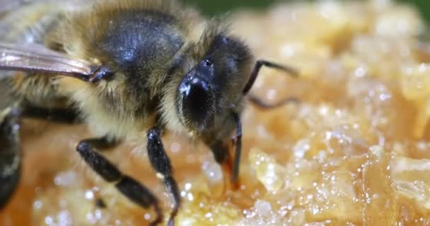 Avrupa Bal Arısı Aspis Mellifera Kovan Girişinde Otlayan Arılar Normandiya — Stok video