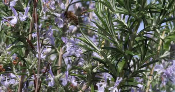 Europeiska Honungsbin Apis Mellifera Bee Födosök Rosmarin Blomma Pollinering Act — Stockvideo