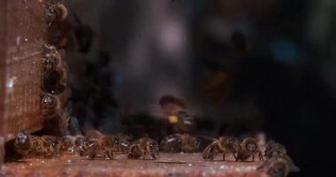  Avrupa Bal Arıları, Aspis Mellifera, Normandiya 'da Arı Kovanı, Real Time 4k