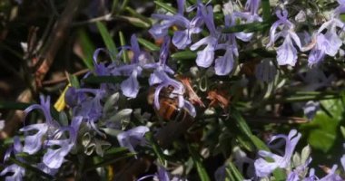 Avrupa Bal Arısı, Aspis Mellifera, Biberiye Çiçeği Arısı, Tozlaşma Hareketi, Normandiya, Real Time 4k