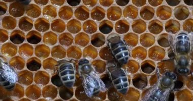  Avrupa Bal Arıları, Aspis Mellifera, Normandiya 'da Arı Kovanı, Real Time 4k