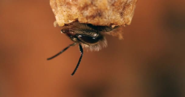 Abelha Mel Europeia Apis Mellifera Emergência Uma Rainha Colmeia Normandia — Vídeo de Stock