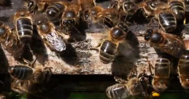 Abejas Miel Europeas Apis Mellifera Colmena Abejas Normandía Tiempo Real — Vídeos de Stock