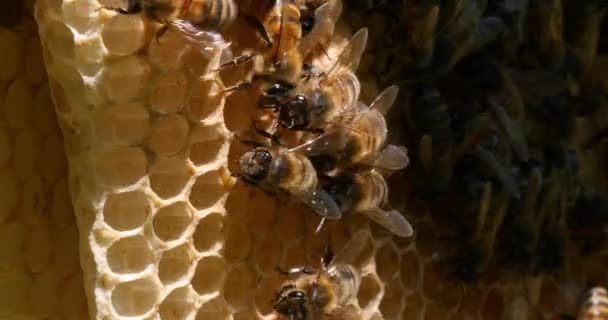 Abeja Miel Europea Apis Mellifera Abejas Rayo Salvaje Abejas Que — Vídeo de stock