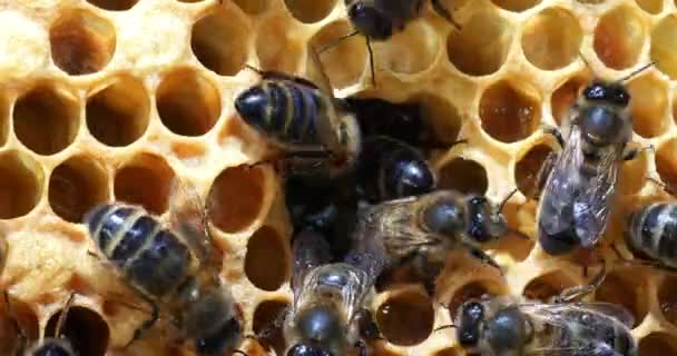 European Honey Bees Apis Mellifera Bee Hive Normandy Real Time — Stock Video