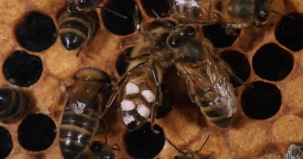 Europäische Honigbiene Apis Mellifera Wachsbiene Die Wachsflecken Auf Ihren Wachsdrüsen — Stockvideo