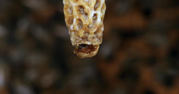 European Honey Bee Apis Mellifera Opkomst Van Een Koningin Bijenkorf — Stockvideo