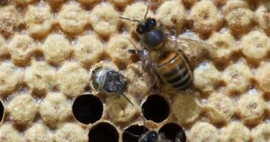  Avrupa Bal Arıları, Aspis Mellifera, Normandiya 'da Arı Kovanı, Real Time 4k