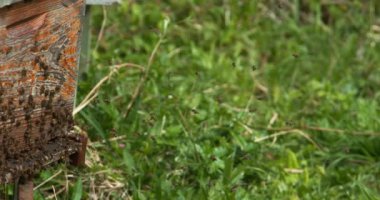  Avrupa Bal Arıları, Aspis Mellifera, Normandiya 'da Arı Kovanı, Real Time 4k