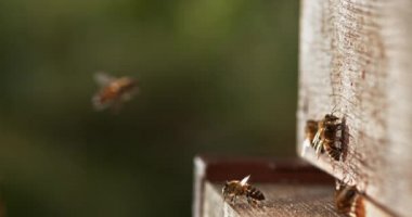  Avrupa Bal Arıları, Aspis Mellifera, Normandiya 'da Arı Kovanı, Real Time 4k