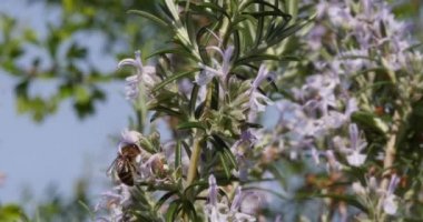 Avrupa Bal Arısı, Aspis Mellifera, Biberiye Çiçeği Arısı, Tozlaşma Hareketi, Normandiya, Real Time 4k