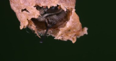  Avrupa Bal Arısı, Aspis Mellifera, Kovan girişinde otlayan arılar, Normandiya 'da Arı Kovanı, Real Time 4k