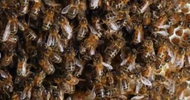  Avrupa Bal Arısı, Aspis Mellifera, Vahşi Ray 'de Arılar, Alveolus' ta Çalışan Arılar, Normandiya 'da Vahşi Arı Kovanı, Real Time 4k