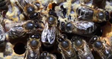  Avrupa Bal Arıları, Aspis Mellifera, Normandiya 'da Arı Kovanı, Real Time 4k