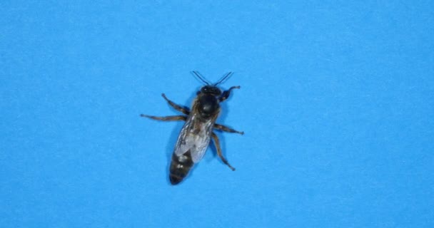 Европейская Медовая Пчела Apis Mellifera Black Queen Идущая Голубом Фоне — стоковое видео