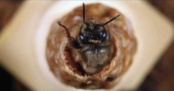 European Honey Bee Apis Mellifera Opkomst Van Een Koningin Bijenkorf — Stockvideo