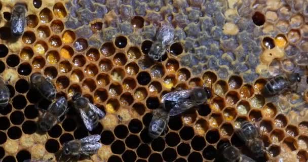 European Honey Bees Apis Mellifera Bee Hive Στη Νορμανδία Πραγματικό — Αρχείο Βίντεο