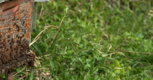 Europäische Honigbienen Apis Mellifera Bienenstock Der Normandie Echtzeit — Stockvideo